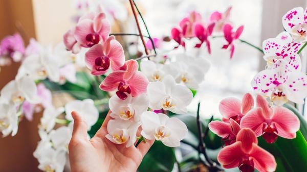  Quelle orchidée pour votre intérieur ?       