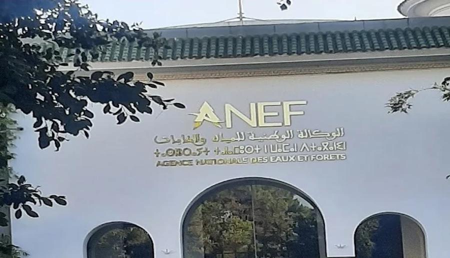 Forêt Al Borj à Tanger : l’ANEF dément toute destruction illégale et encadre des travaux liés à un projet électrique
