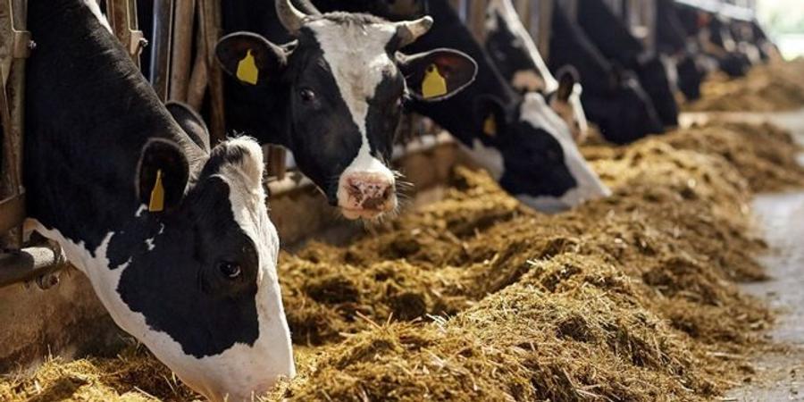 Maroc : les importations de bœuf en provenance de l’UE presque triplées en 2025