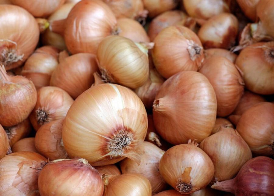 Morocco sets new record for fresh onion exports after lifting ban