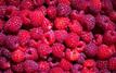 Moroccan raspberry exports reach historic record in 2024/2025