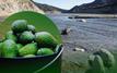 Morocco’s avocado boom thrives amid worsening water crisis