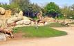Casablanca officially opens Aïn Sebaâ Zoo to coincide with AFCON 2025