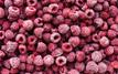 Morocco strengthens its position in France’s frozen fruit market with record raspberry exports