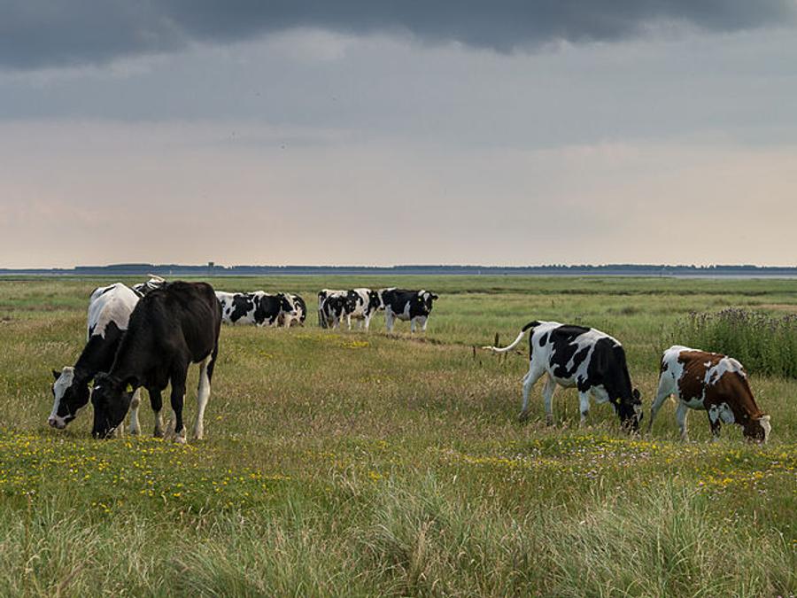 Brussel verbiedt Nederlandse boeren om meer mest te verspreiden dan toegestaan