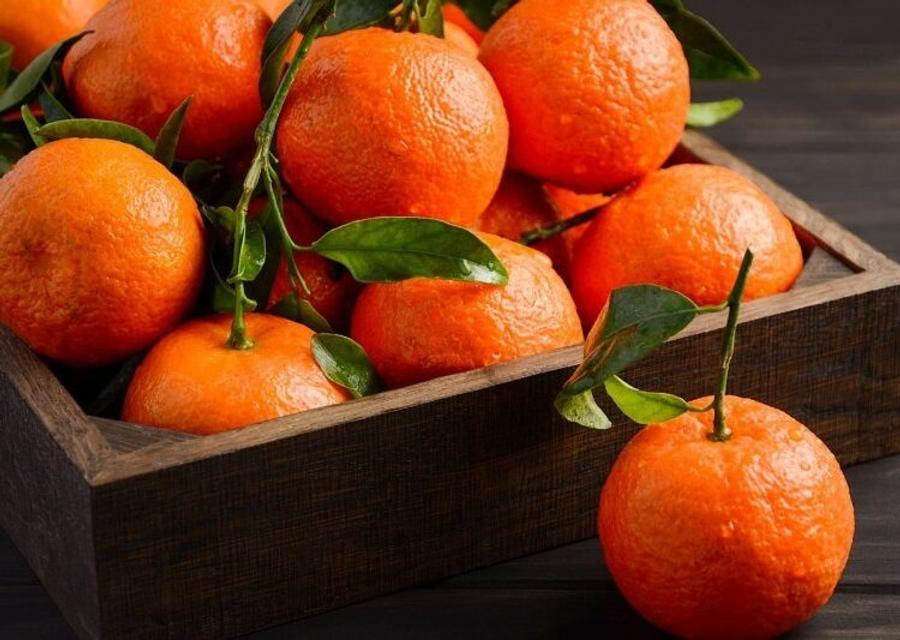 Tangerine production in Morocco to grow by 4% in 2025-2026
