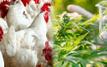 Maroc : l’ANRAC lance une étude pionnière sur le cannabidiol dans l’alimentation des volailles