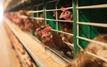 Germany culls nearly one million birds Amid widespread avian flu outbreak