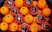 Moroccan fruit and vegetable surge raises concerns among Spanish producers
