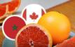 Morocco’s grapefruit exports soar as Canada’s demand drives record growth