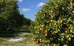 Morocco sets record with 1,200 tons of lemon exports to UK
