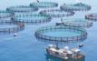La Banque mondiale met en lumière le leadership croissant du Maroc dans l’aquaculture durable