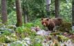 Japan authorizes police to shoot bears amid spike in fatal attacks