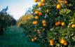 Moroccan citrus gains ground as exports to Germany hit new record