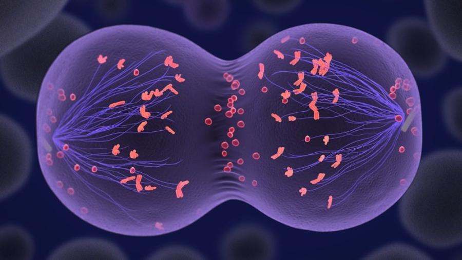 Des chercheurs américains réussissent à créer des embryons humains à partir de cellules de peau