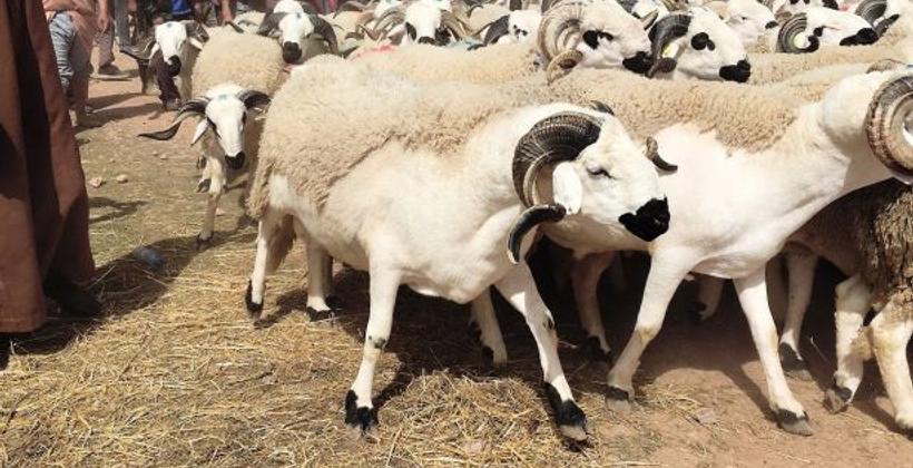في زمن كورونا .. كيف تختار أضحية العيد بشكل سليم ؟