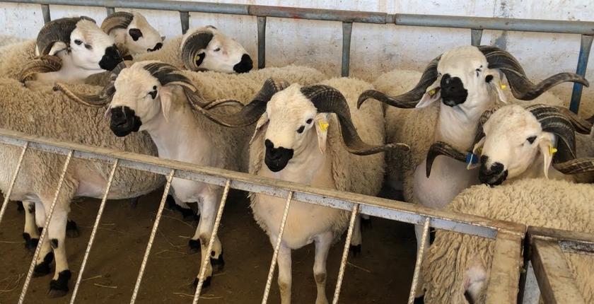 مديرية الفلاحة بجهة الرباط سلا القنيطرة تؤكد على وفرة أضاحي العيد