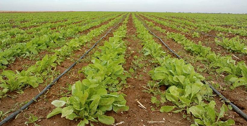 L'agriculture marocaine, un modèle à suivre pour toute l'Afrique (anciens étudiants africains au Maroc)