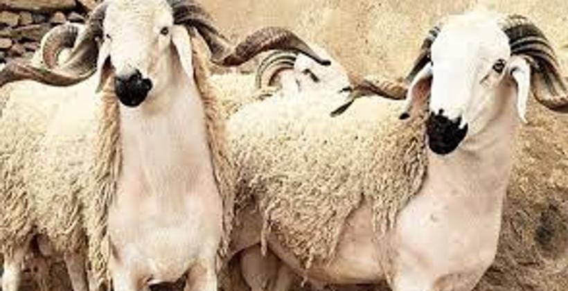 خاص برجال التعليم...قروض بالتقسيط المريح لاقتناء عيد الأضحى