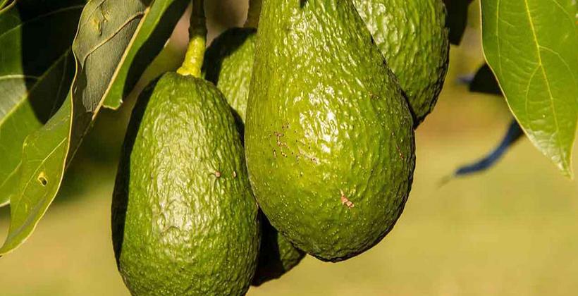 L'avocat ou l’or vert, une filière prometteuse épargnée par les répercussions de la Covid-19