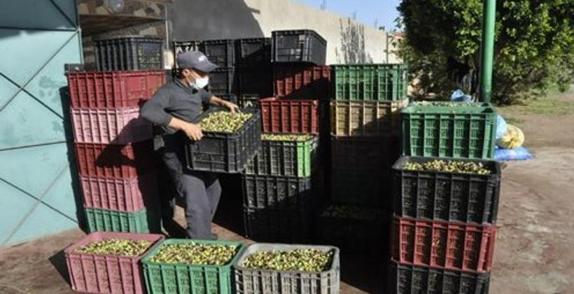 قطاع الزيتون بجهة بني ملال خنيفرة يساهم بنسبة 17 في المائة من الإنتاج الوطني