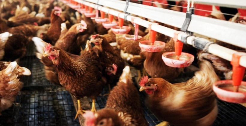 PLF2021/Impôts: Le reclassement de l'aviculture au grand bonheur des professionnels