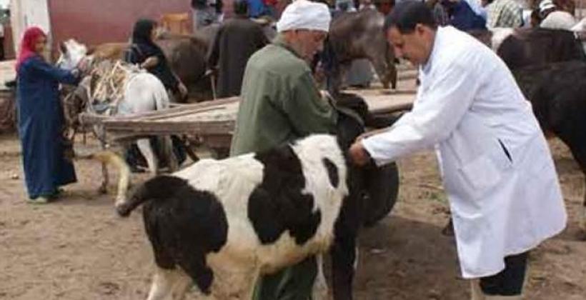 "أونسا" تطلق حملة تلقيح ضد الأمراض الحيوانية المعدية