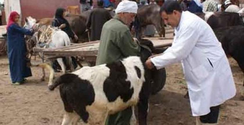 "أونسا" تطلق حملة تلقيح ضد الأمراض الحيوانية المعدية