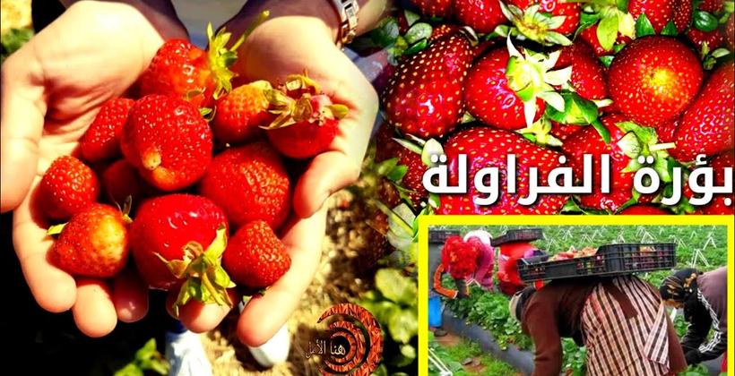 "فراولة للا ميمونة" تفرخ 156 إصابة جديدة بكورونا