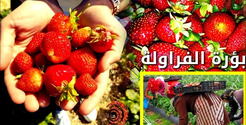 "فراولة للا ميمونة" تفرخ 156 إصابة جديدة بكورونا