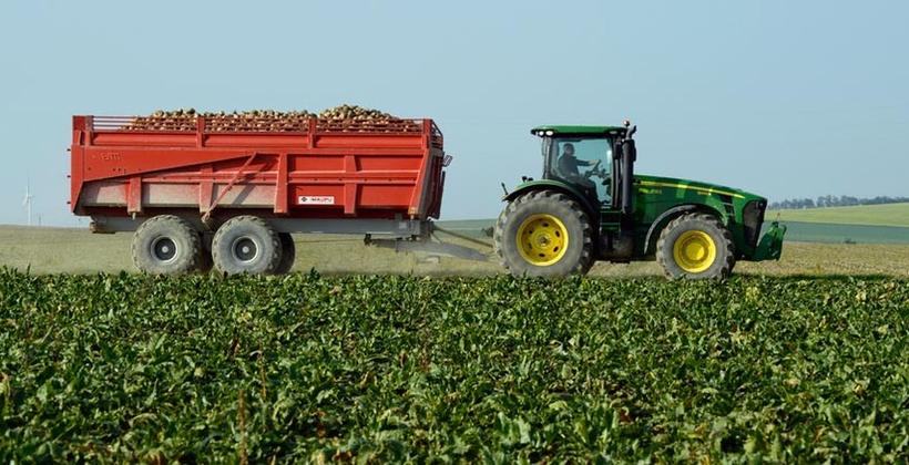 Betterave à sucre : Une production de plus de 228.000T prévue dans le périmètre de la Moulouya