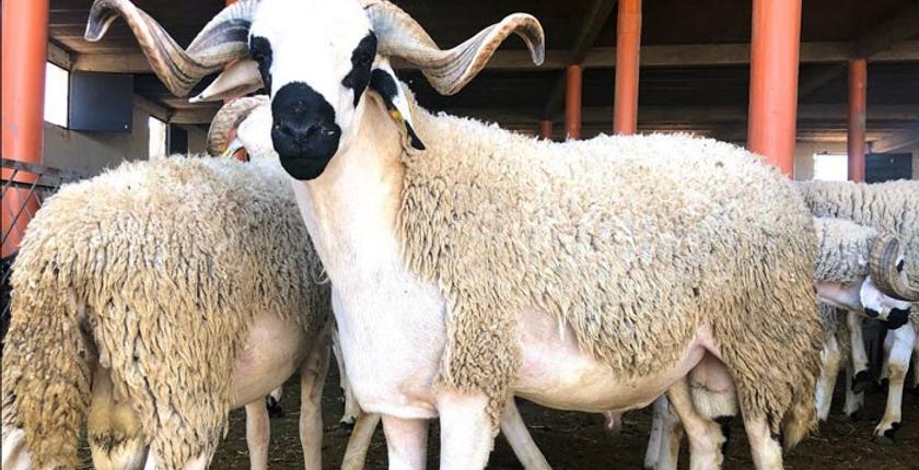 حزب "الطليعة" يقترح إلغاء عيد الأضحى بسبب جائحة "كورونا"