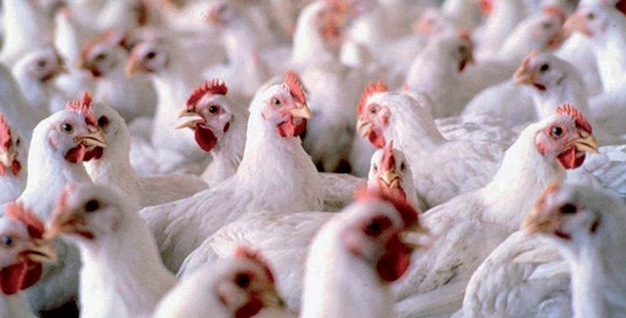 Volailles chair poulet et dinde: +1,49 MMDH de pertes