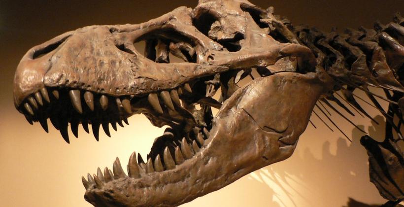 Argentine : découverte des restes d’une nouvelle espèce de dinosaure