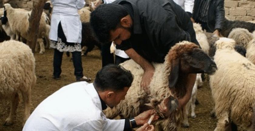 الطاعون يضرب جماعة الخوالقة ويتسبب في نفوق 36 رأس غنم