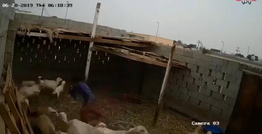 كاميرا المراقبة تضبط أول حالة سرقة من داخل حظيرة للأغنام