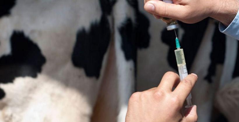 Fièvre aphteuse : Plus d'un million de bovins et 17 millions d’ovins et de caprins vaccinés (ONSSA)