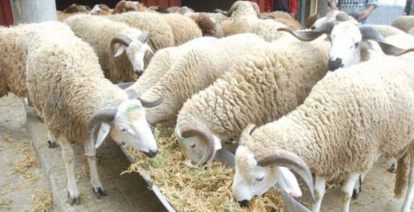 Aid Al Adha 1440: Près 7,4 millions têtes d’ovins et de caprins identifiés, l’état sanitaire du cheptel est "satisfaisant" (ONSSA)