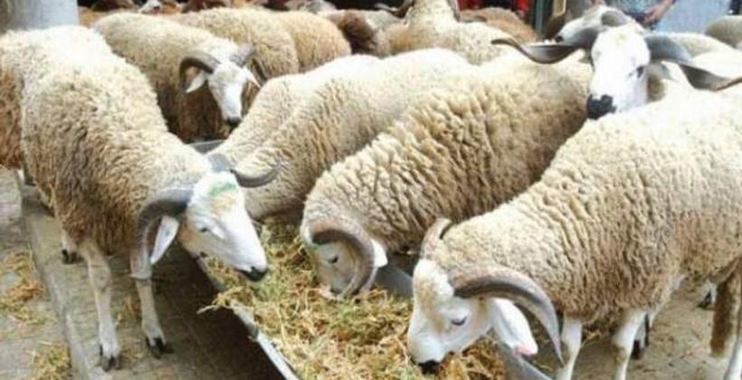 قبيل عيد الأضحى.. تعليمات صارمة بتشديد المراقبة على أعلاف الماشية 