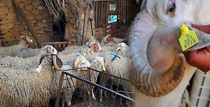 "ONSSA"  تعلن عن التدابير المتخذة استعدادا لعيد الأضحى 