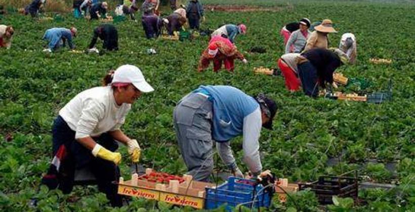 من جديد...التحرش الجنسي يطال العاملات المغربيات في حقول الفراولة بإسبانيا