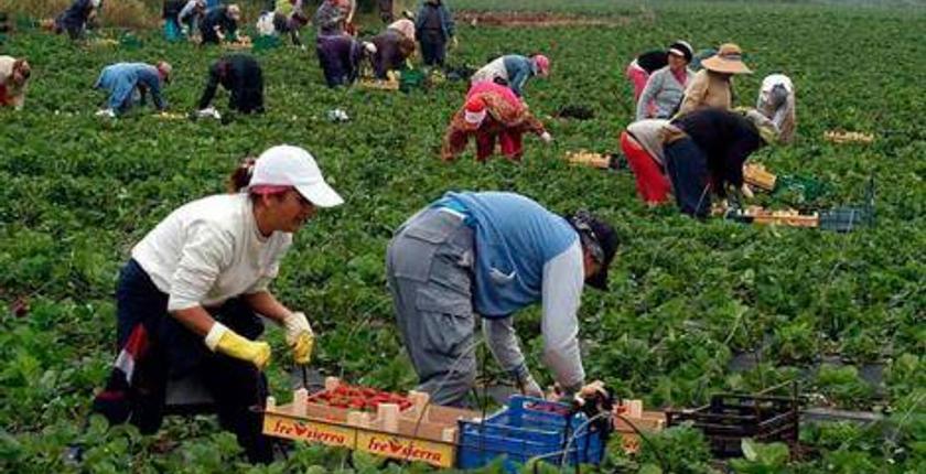 من جديد...التحرش الجنسي يطال العاملات المغربيات في حقول الفراولة بإسبانيا