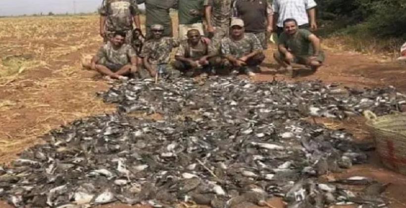 وزارة الفلاحة تقر بـ "مجزرة" الخليجيين في حق طيور اليمام بمراكش 