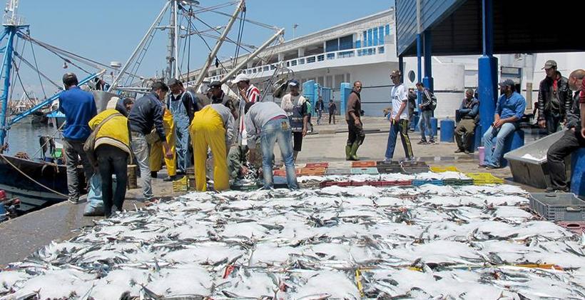 Pêche côtière et artisanale: hausse de 9% des débarquements à fin juillet