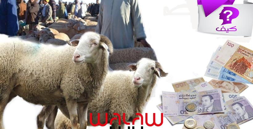 اختيار أضحية مناسبة للعيد.. واقع يؤرق المغاربة كل سنة !