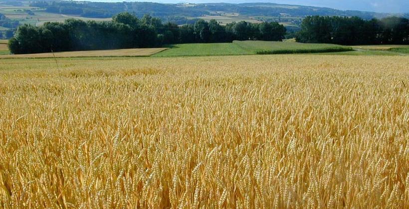  Agriculture: Production céréalière de 52 millions de quintaux en 2018-2019