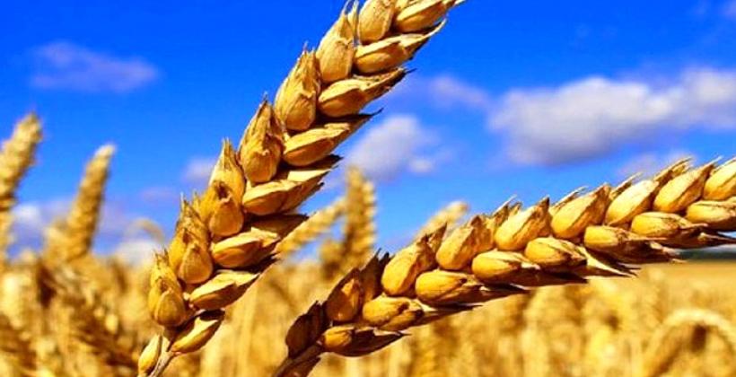 Chine : Une récolte record de céréales