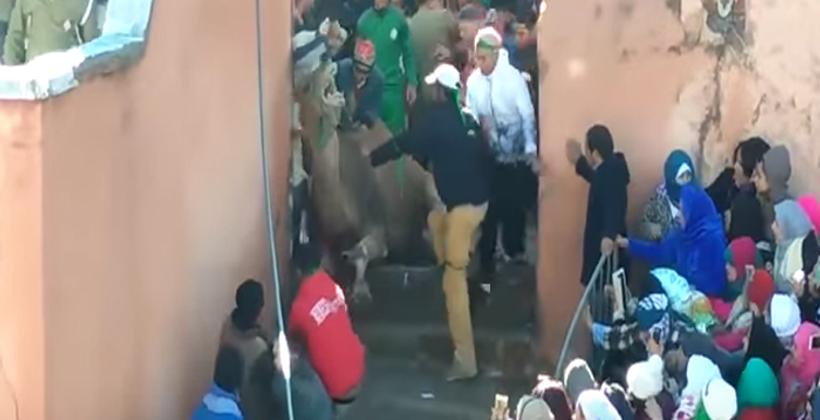الداخلية تتدخل بموسم مولاي ابراهيم وتمنع بصفة رسمية ذبح ناقة بـ"طريقة وحشية"