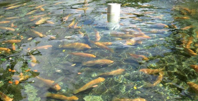 Dakhla abrite un forum sur l’aquaculture