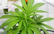Fonds de 30 millions de dollars pour investir dans la technologie du cannabis